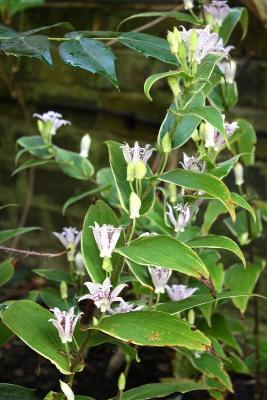 Tricyrtis hirta Variegata